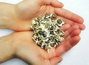 Moringa Seeds 1 kg - Moringa Life